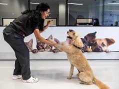 Jet-set pets: How Qatar Airways is redefining pet travel