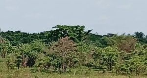 AVSEC, others arrest bandits at Akure airport